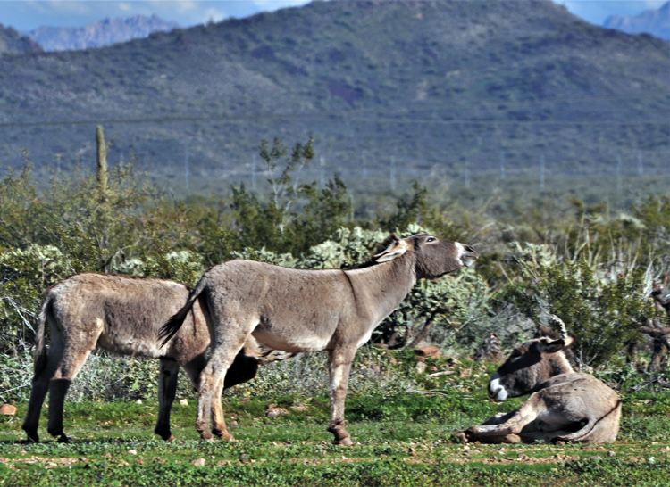 herd of donkeys